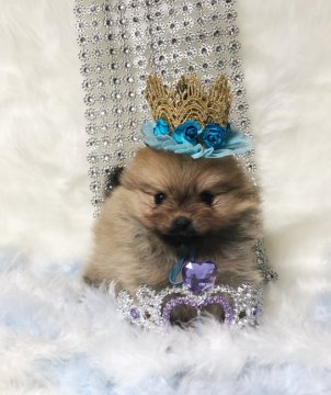 ポメラニアン【福岡県・男の子・2018年4月4日・オレンジ】の写真「一人っ子でスクスク成長中^ - ^」