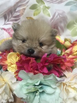 ポメラニアン【福岡県・男の子・2018年6月3日・クリーム】の写真「優しいママから生まれました」