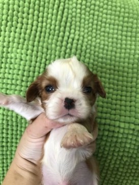 キャバリア【福岡県・男の子・2017年6月17日・ブレンハイム】の写真「可愛いです^ - ^」