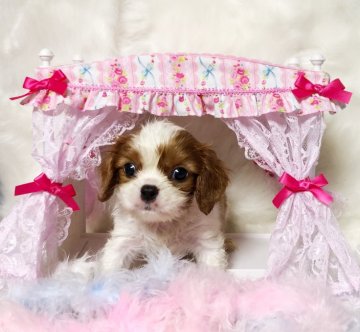 キャバリア【福岡県・男の子・2018年6月24日・ブレンハイム】の写真「とってもキュートなママから産まれました」