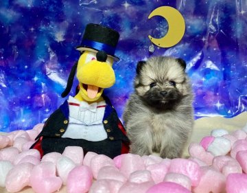 ポメラニアン【福岡県・女の子・2020年8月16日・ウルフセーブル】の写真「両親遺伝子検査済み」