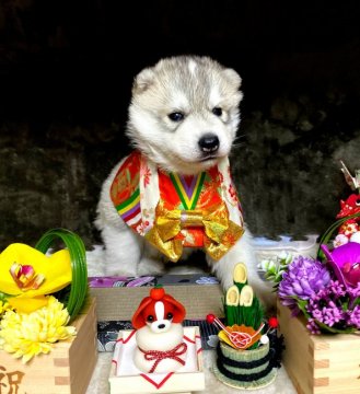 シベリアンハスキー【福岡県・女の子・2019年12月10日・シルバー】の写真「パパはJKCチャンピオンです」