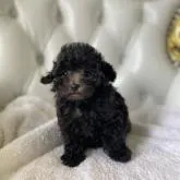 タイニープードル【福岡県・男の子・2022年5月22日・シルバー】の写真1「7月7日撮影シルバーの毛が出てきました😊」