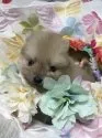 ポメラニアン【福岡県・男の子・2018年6月3日・クリーム】の写真2