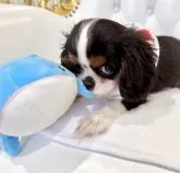 キャバリア【福岡県・男の子・2023年5月7日・トライ】の写真5