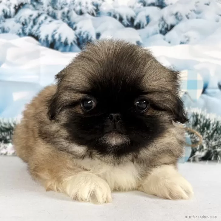 ペキニーズ【秋田県・男の子・2025年12月23日・フォーン】の写真1「、」