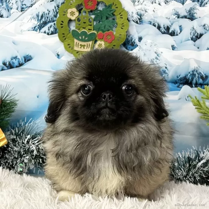 ID:2410-05466の子犬