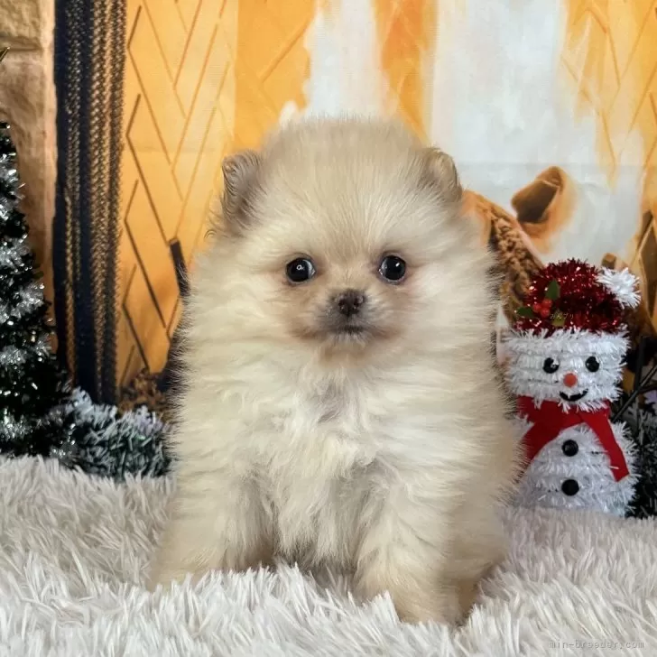 ID：2411-01481の子犬