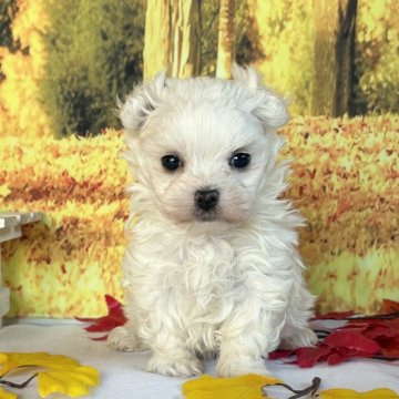 マルチーズ【秋田県・男の子・2025年10月9日・ホワイト】の写真「良血統の可愛い男の子💕」