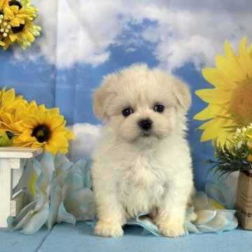 マルチーズ【秋田県・男の子・2025年7月15日・ホワイト】の写真「良血統の可愛い男の子💕」