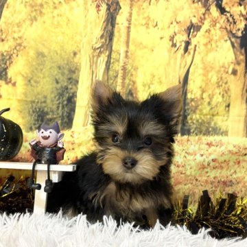 ヨークシャーテリア【秋田県・女の子・2025年9月1日・スチールブルー&タン】の写真「可愛い女の子🩷」