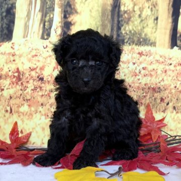 トイプードル(タイニー)【秋田県・女の子・2025年10月15日・シルバー】の写真「可愛い女の子🥰」