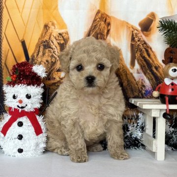 トイプードル(トイ)【秋田県・女の子・2025年10月21日・クリーム】の写真「可愛い女の子🥰」