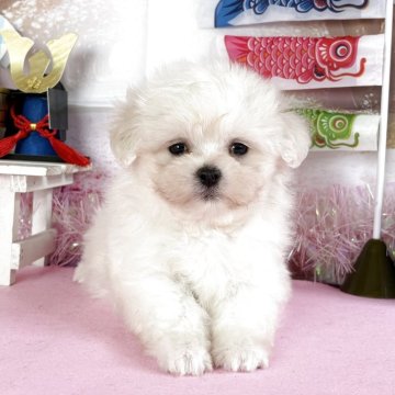 マルチーズ【秋田県・男の子・2025年3月5日・ホワイト】の写真「可愛い男の子🩷」