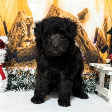 トイプードル(タイニー)【秋田県・女の子・2025年10月15日・シルバー】の写真「可愛い女の子🥰」