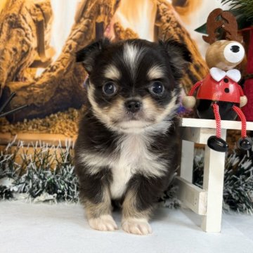 チワワ(ロング)【秋田県・男の子・2025年11月5日・ブラックタン&ホワイト】の写真「可愛い男の子💕」