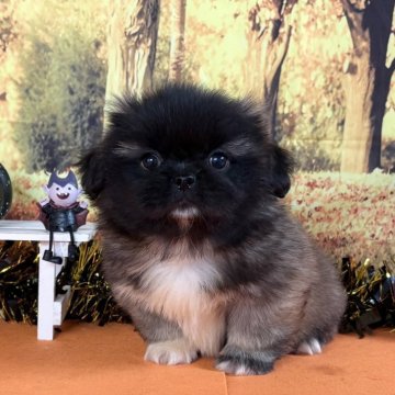 ペキニーズ【秋田県・女の子・2025年8月25日・フォーンブラックマスク】の写真「クリクリお目目が可愛いです💕」