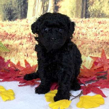 タイニープードル【秋田県・女の子・2025年10月15日・ブラック】の写真「可愛い女の子🥰」
