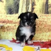 チワワ(ロング)