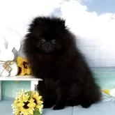 ポメラニアン