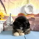 ペキニーズ