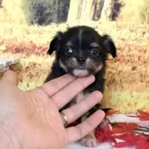 チワワ(ロング)