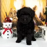 タイニープードル