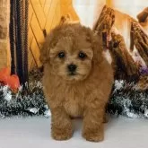 タイニープードル