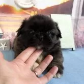 ペキニーズ