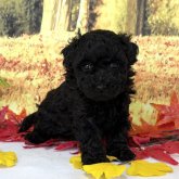 トイプードル(トイ)