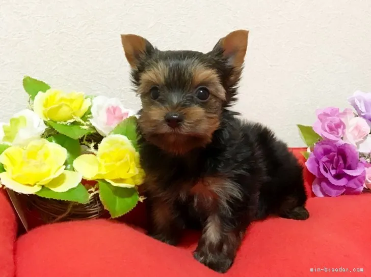 小川優子 様のお迎えした子犬