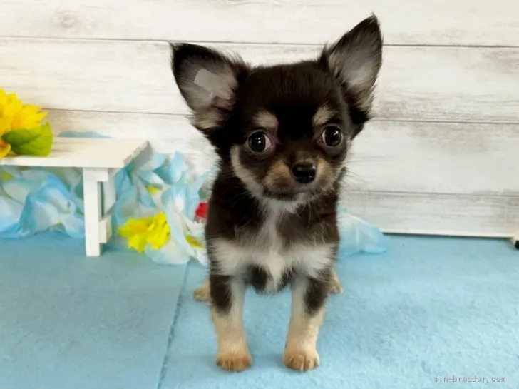 ID：2107-03106の子犬