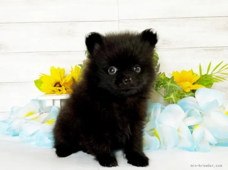 ID:2108-03077の子犬