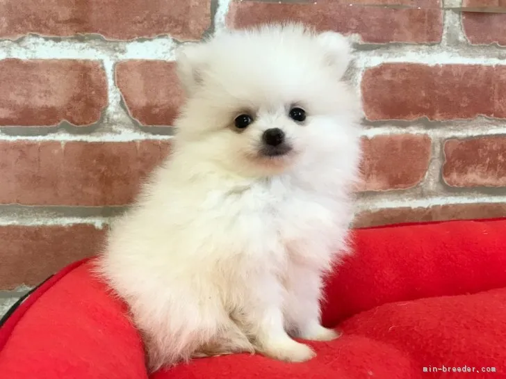 T.T 様のお迎えした子犬