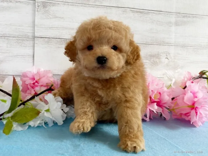 ID：2203-01614の子犬