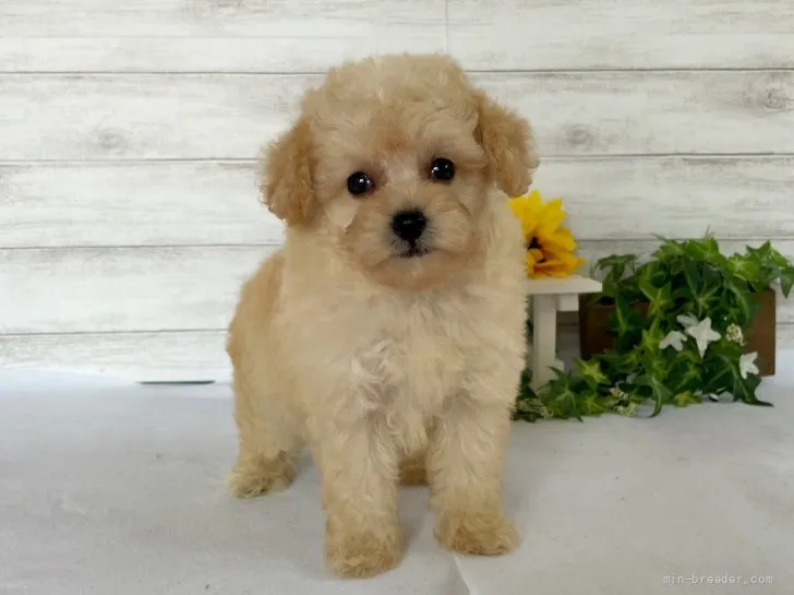 広 様のお迎えした子犬