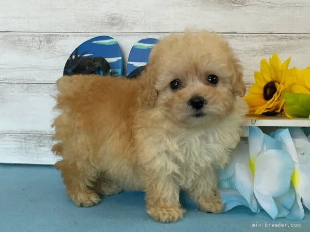トミー 様のお迎えした子犬