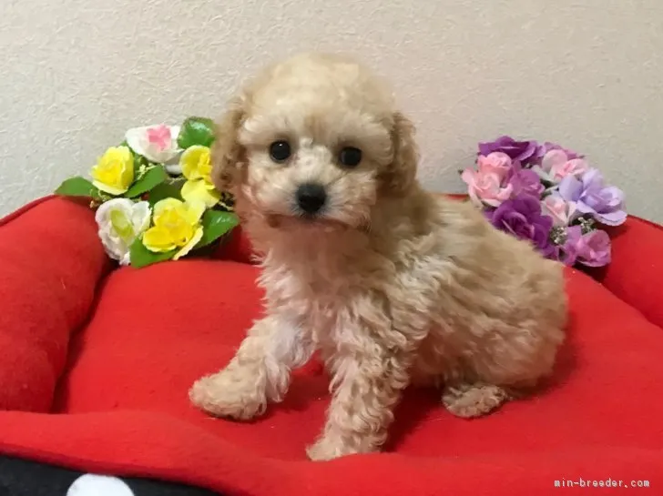 加賀谷 様のお迎えした子犬