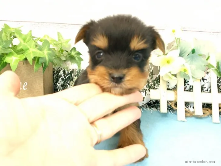 ID：2102-00593の子犬