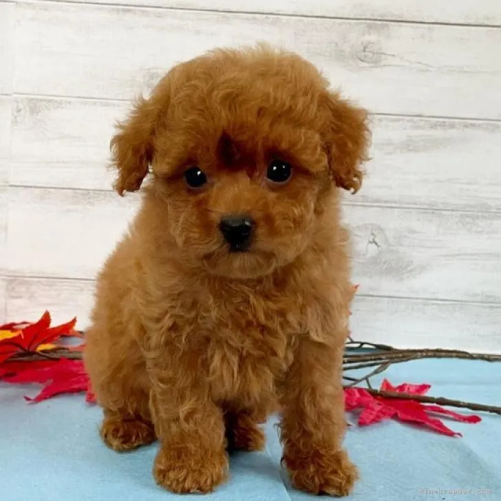 ID：2209-03068の子犬