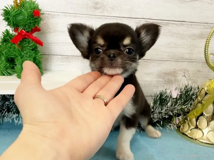 ID：2111-04156の子犬