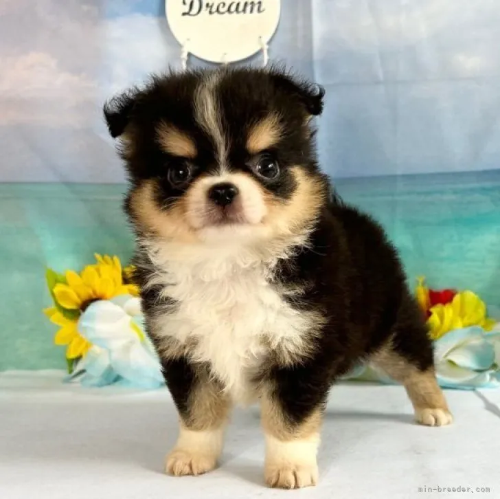 ID：2306-04054の子犬