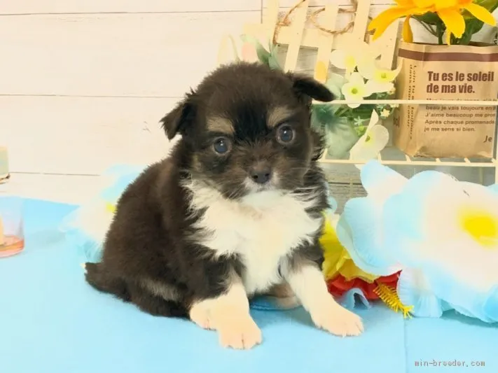 ID：2007-00848の子犬