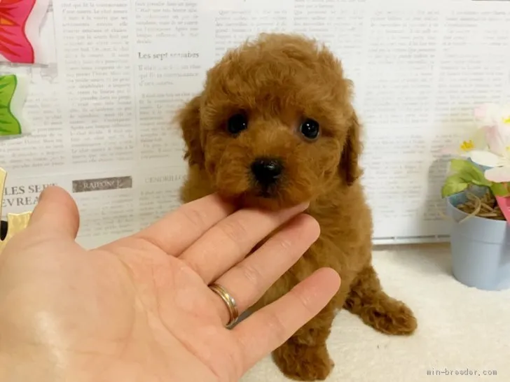 yumemi 様のお迎えした子犬