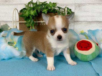 チワワ(スムース)【秋田県・男の子・2020年8月6日・フォーン&ホワイト】の写真「可愛い男の子❤️」