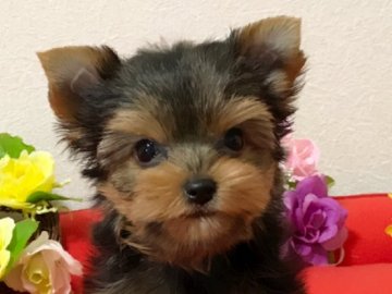 ヨークシャーテリア【秋田県・女の子・2017年5月23日・スチールブルー&タン】の写真「良血統の女の子 ♪」