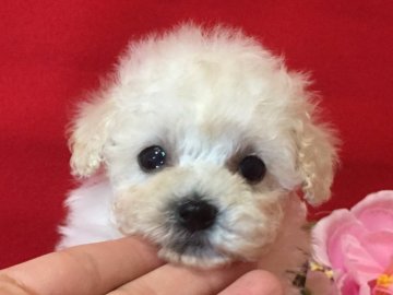 トイプードル(ティーカップ)【秋田県・女の子・2017年5月6日・ホワイト】の写真「ＰＲＡ発症しません🎵」