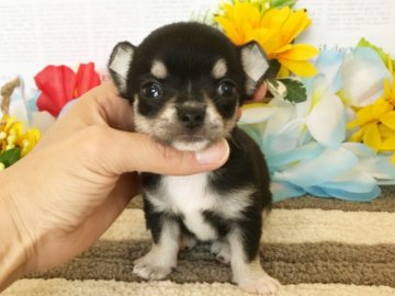 チワワ(スムース)【秋田県・女の子・2018年7月1日・ブラックタン】の写真「小ぶりの可愛い女の子❤️」