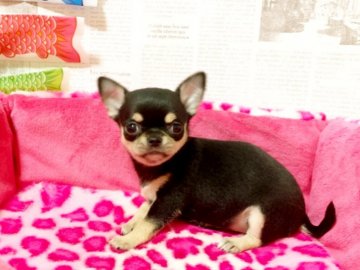 チワワ(スムース)【秋田県・女の子・2019年2月19日・ブラックタン】の写真「タンの大きい小柄な女の子❤️」