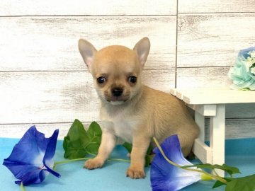 チワワ(スムース)【秋田県・男の子・2020年5月16日・フォーン】の写真「可愛い男の子❤️」